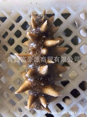 【現(xiàn)貨供應(yīng) 海參 即食刺參 海鮮水產(chǎn)品干海參 規(guī)格齊全 【圖】】?jī)r(jià)格,廠家,圖片,軟體類,青島富豪源商貿(mào)-