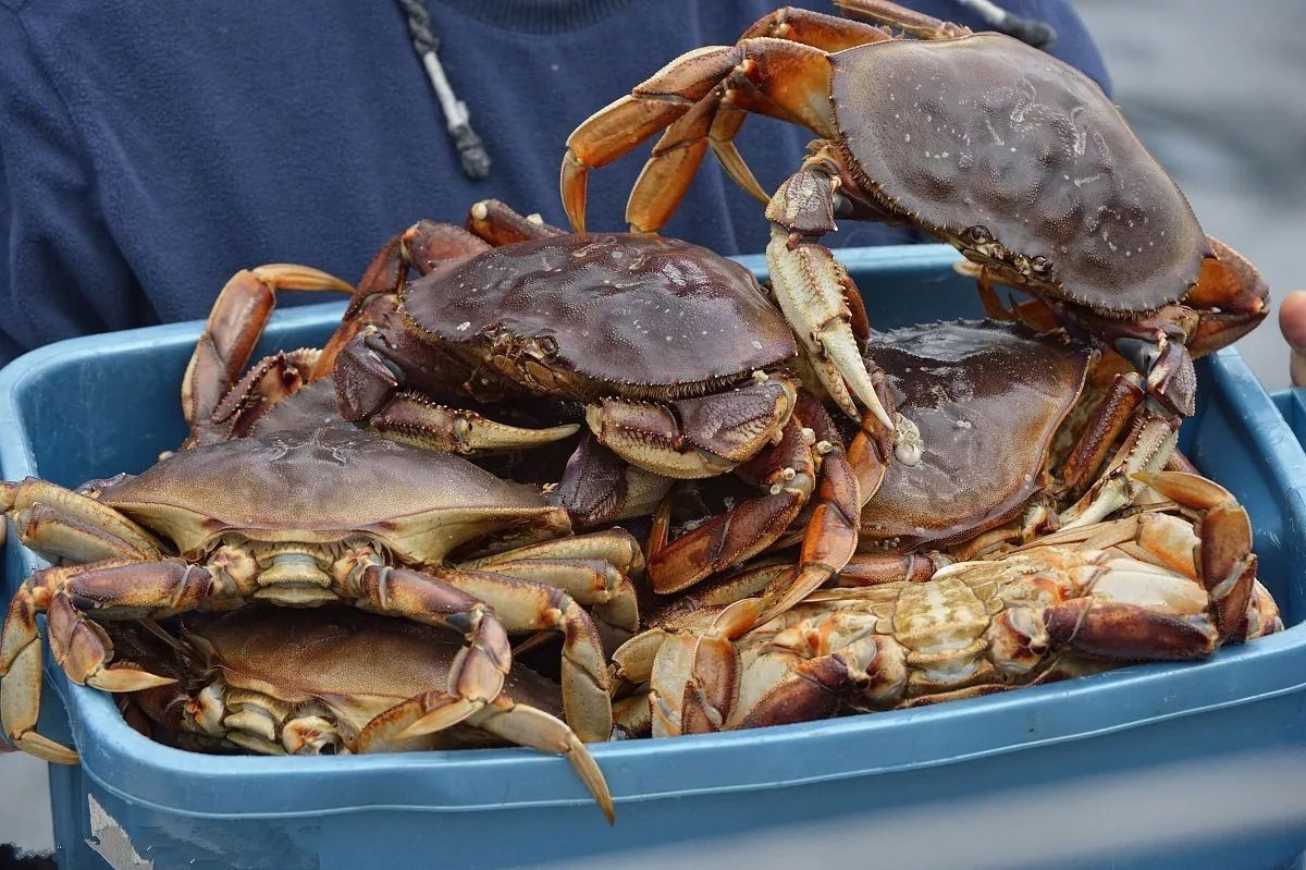 珍寶蟹 肉厚肥美，但別誤抓母蟹