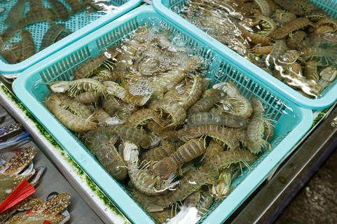 海洋珍寶 蝦的多元魅力與烹飪藝術